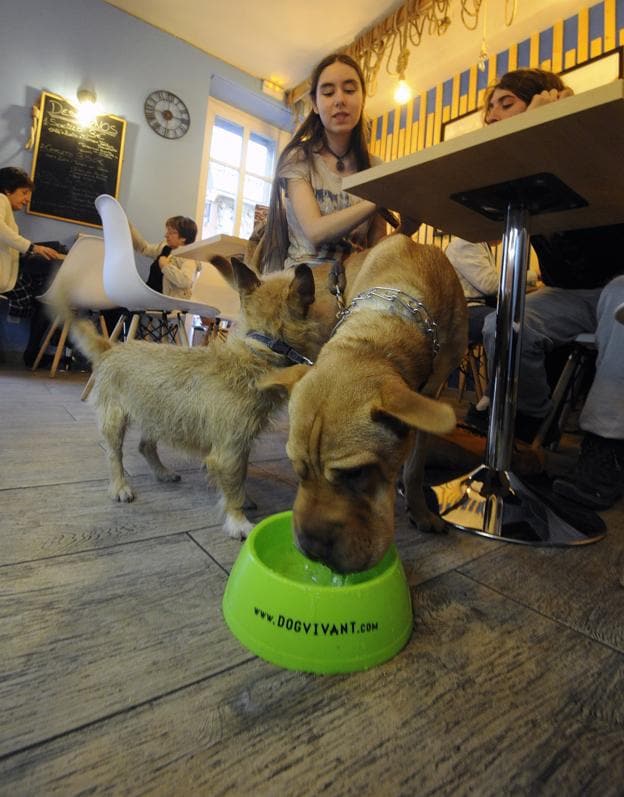 Poner un bebedero es un símbolo de los establecimientos 'amigos de los perros', como el café Buna de Vitoria. 