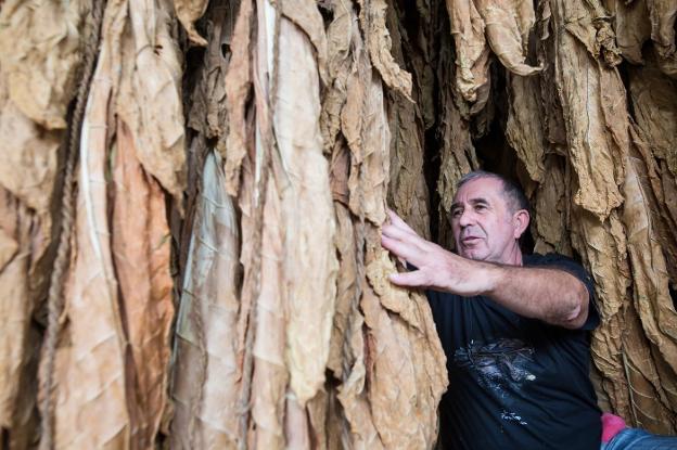 El tabaquero Juan García supervisa el proceso de secado de las hojas en uno de sus secaderos en la Vega de Granada. 