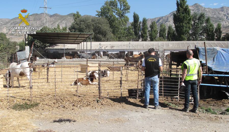 Descubren en Granada una granja clandestina con 90 equinos, muchos de ellos rozando la muerte