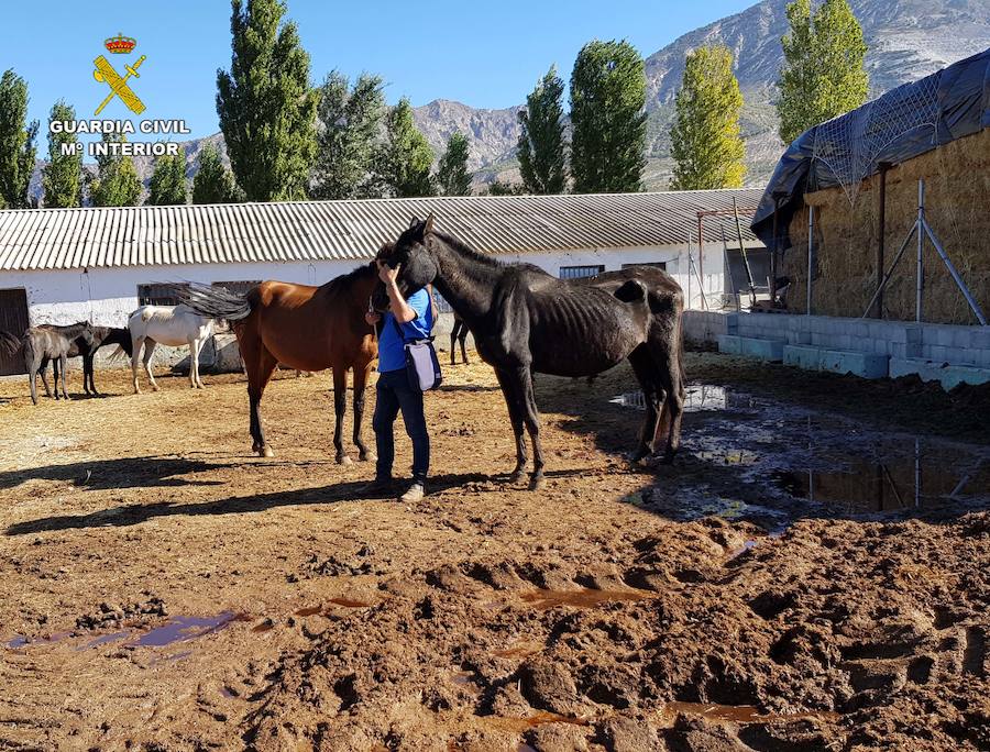 Descubren en Granada una granja clandestina con 90 equinos, muchos de ellos rozando la muerte