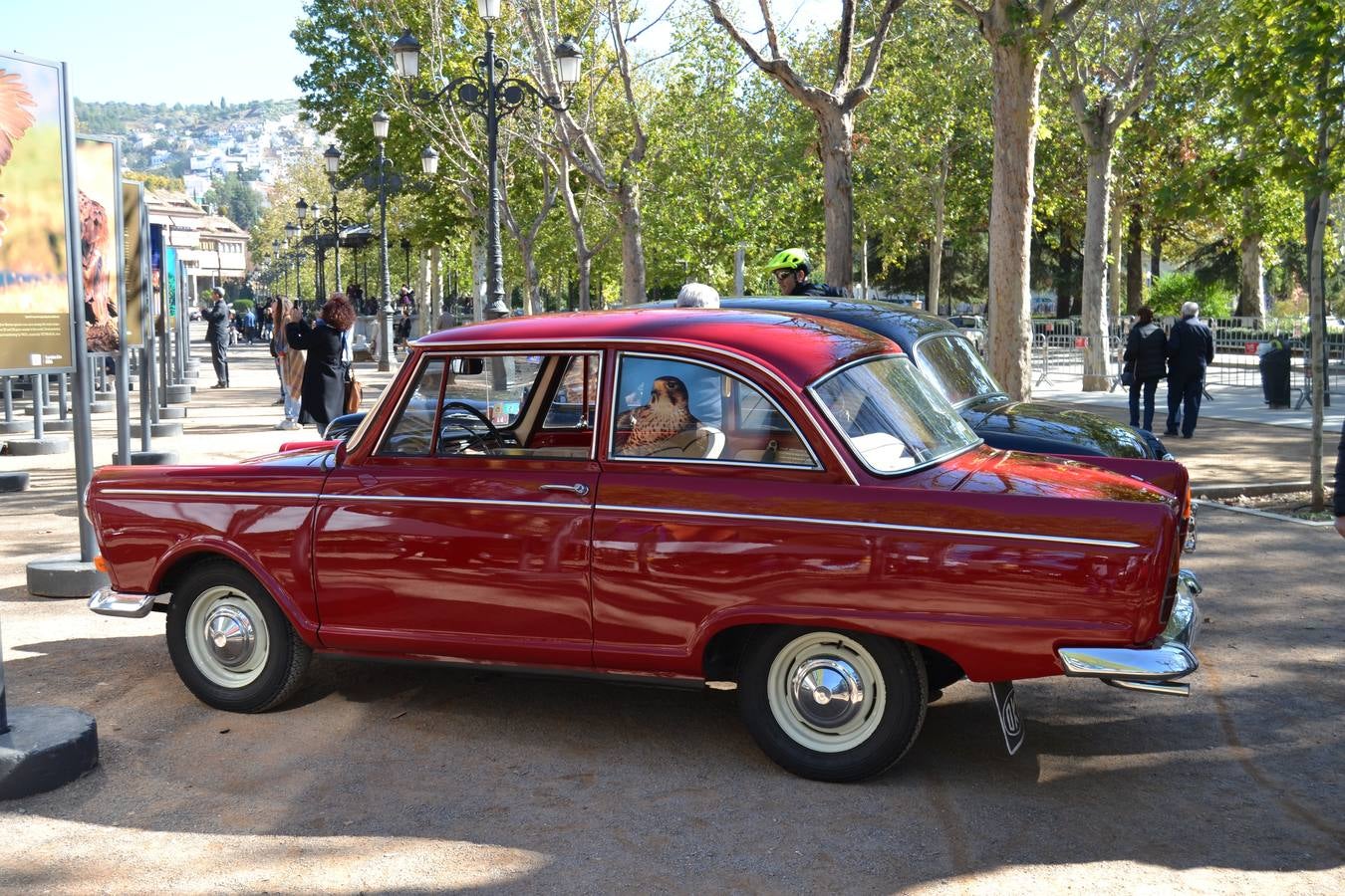 Casi cuarenta coches, entre antiguos y clásicos, han participado en la XIII Reale que ha tenido como principal novedad el incremento de gente vestida de época y las dos rutas urbanas, una con subida a la Abadía del Sacromonte y otra por Gran Vía, Constitución y Camino Ronda.