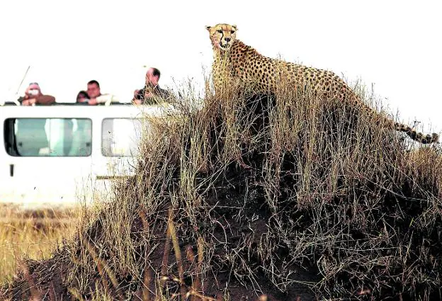 El peligro mortal que acecha en los safaris | Ideal