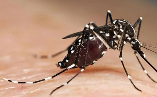 Alertan del peligro de la picadura del mosquito tigre en el sur de España
