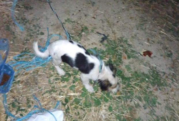 Nuevo caso de maltrato animal en Jaén con un perro atado con síntomas de asfixia, pero salvado