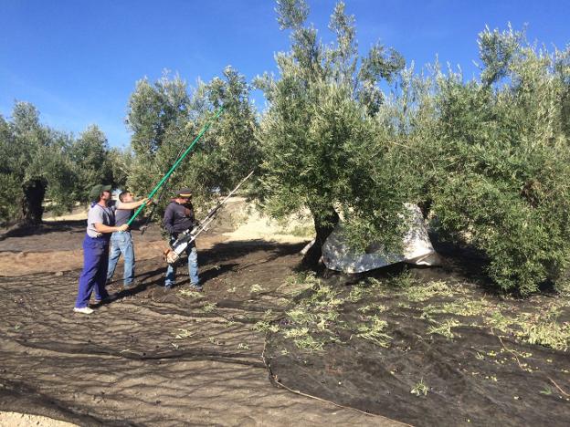 Un grupo de aceituneros vareando un olivo en una finca en las inmediaciones de Bailén. 