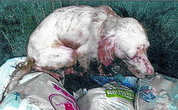 Dan una paliza a un perro y lo tiran a un contenedor al darlo por muerto