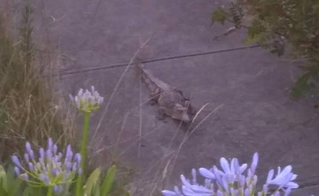 Se encuentran un cocodrilo en el patio de su casa