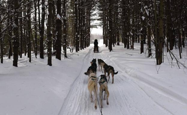 Un trineo de perros recorre una zona de Canadá. 