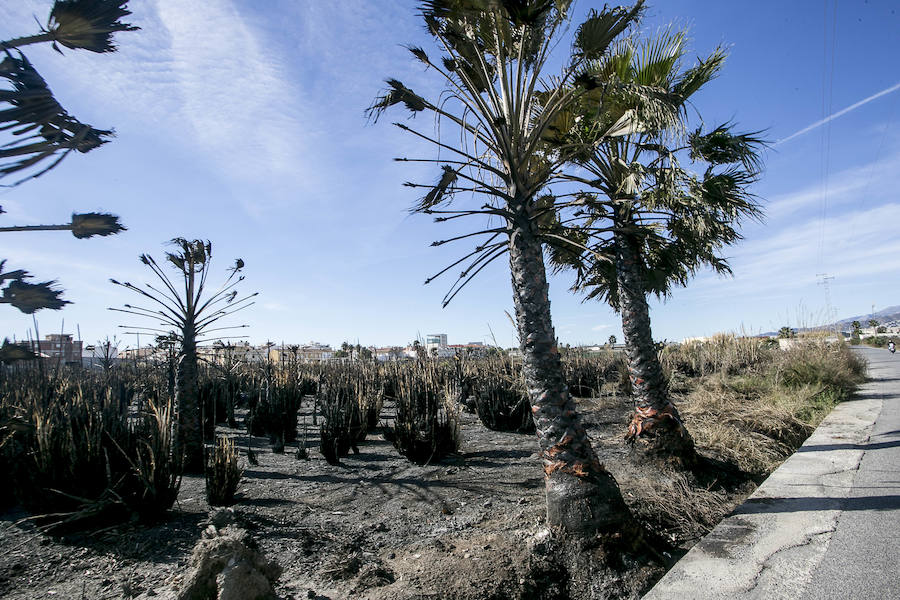 Mientras en el interior de la provincia se preparan para la nieve de este fin de semana en la Costa Tropical disfrutan de un plácido día de playa