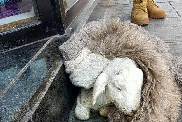 Así encontraron a la oveja.
