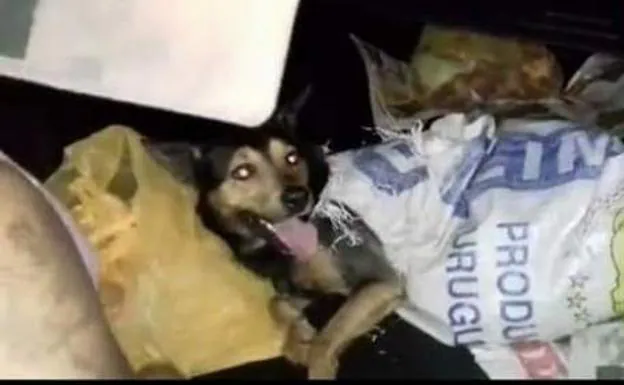 Detenidos los dueños de un restaurante chino tras encontrar un vehículo con perros muertos 
