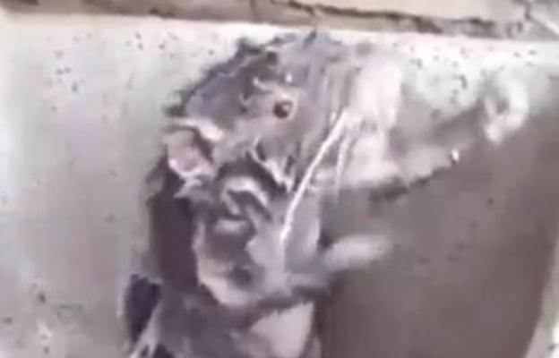 La "indignante" verdad tras el vídeo viral de la rata 'duchándose'