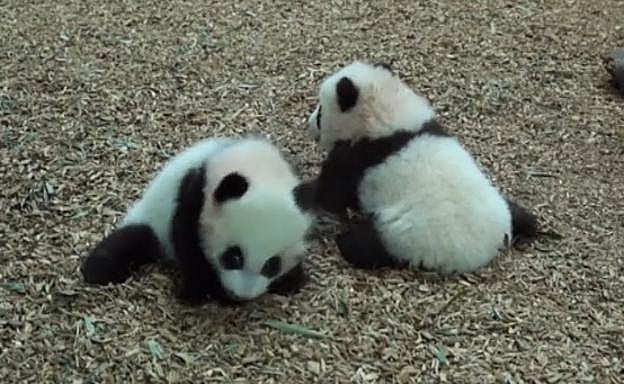 El vídeo de los gemelos panda que da la vuelta al mundo