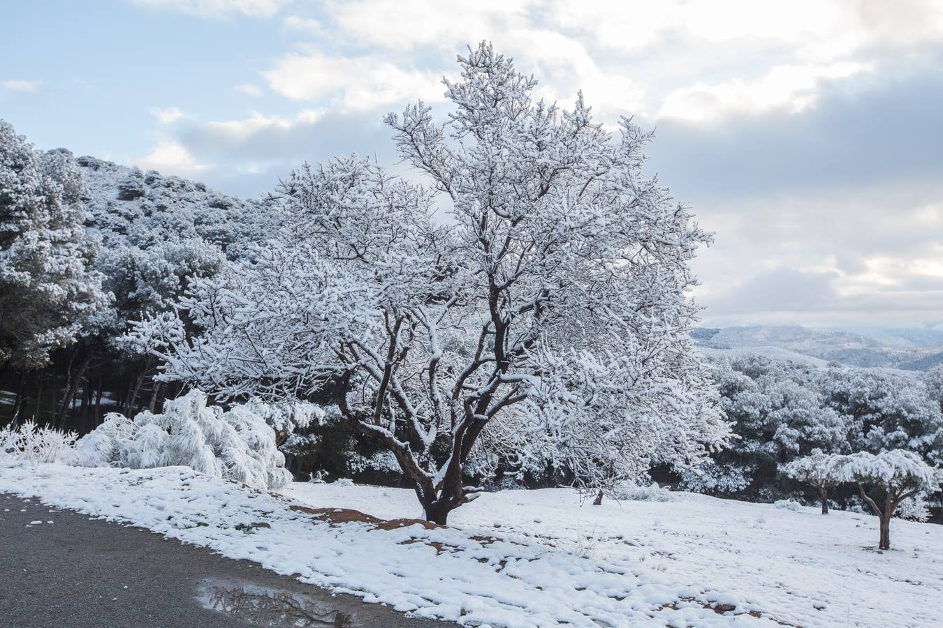 El lunes 5 de febrero de 2018 Granada se despierta bajo un manto blanco