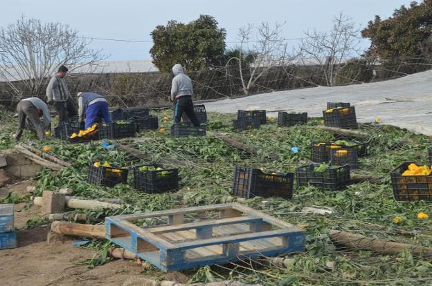 Trabajadores recolectan producto en una explotación afectada por uno de los tornados. 