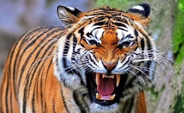 "Un tigre salvaje anda suelto, por favor vengan a ayudarme"