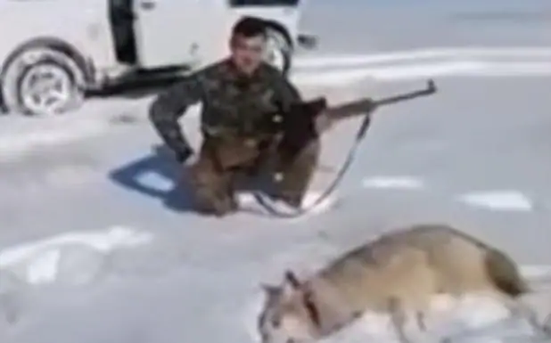 Un lobo aparentemente muerto ataca a sus cazadores