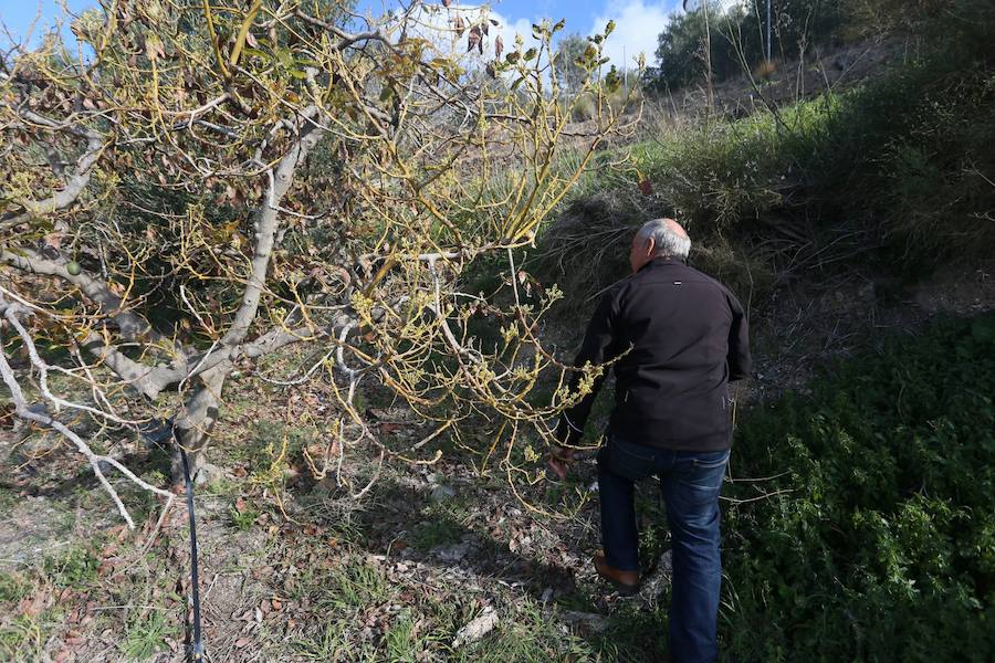 Los agricultores reclaman medidas extraordinarias como la recarga del acuífero para salvar las 4.800 hectáreas de subtropicales sexitanas