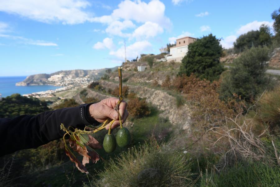 Los agricultores reclaman medidas extraordinarias como la recarga del acuífero para salvar las 4.800 hectáreas de subtropicales sexitanas