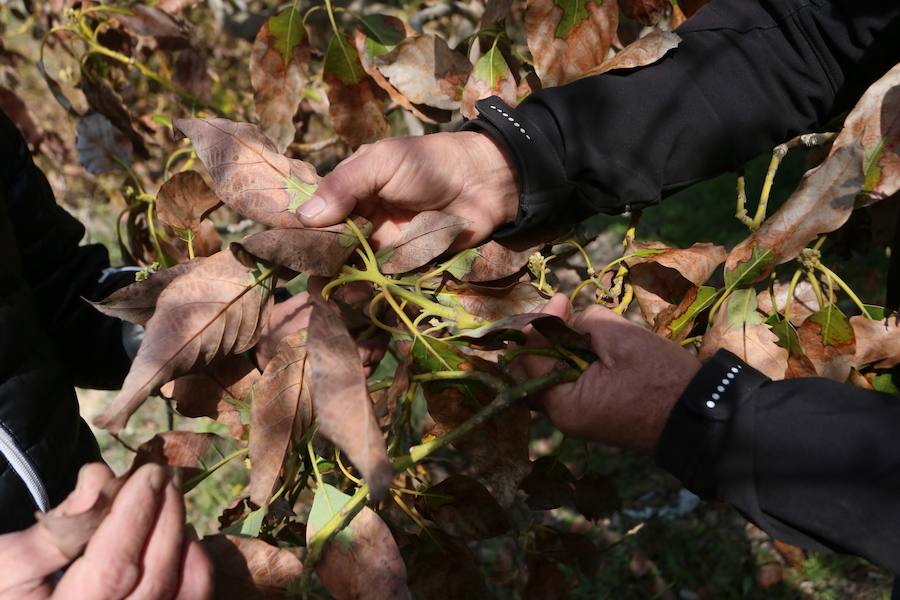 Los agricultores reclaman medidas extraordinarias como la recarga del acuífero para salvar las 4.800 hectáreas de subtropicales sexitanas