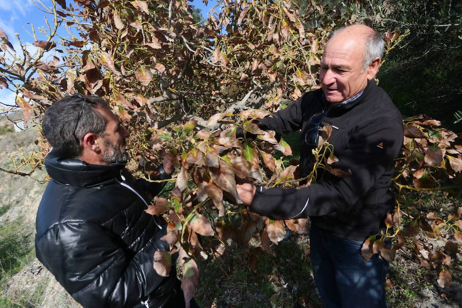 Los agricultores reclaman medidas extraordinarias como la recarga del acuífero para salvar las 4.800 hectáreas de subtropicales sexitanas