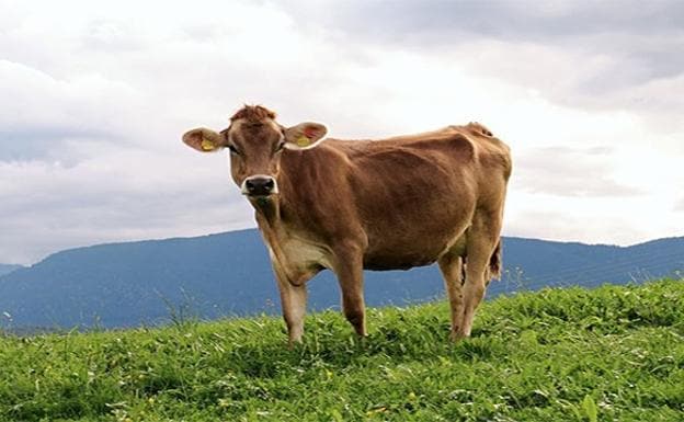 La curiosa historia de una vaca que escapó de camino al matadero