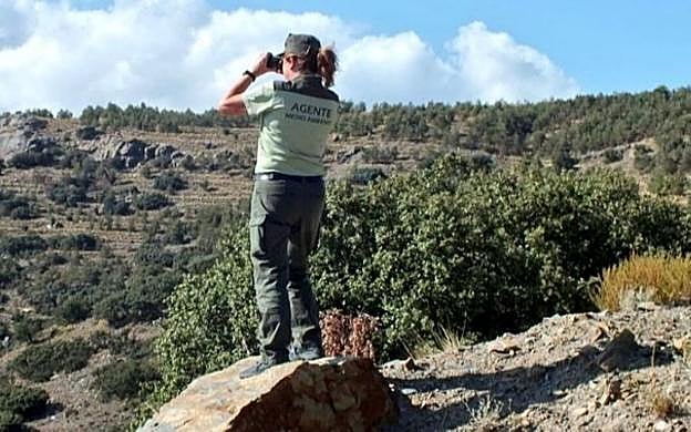 Agente de Medio Ambiente en labores de vigilancia. 
