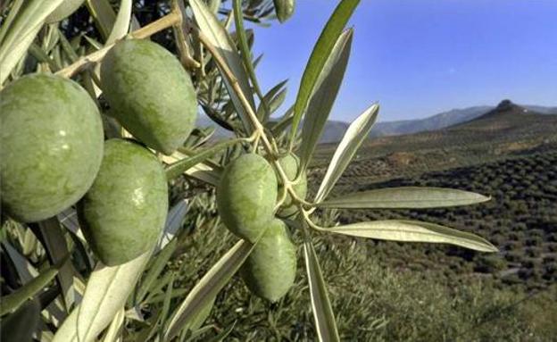 COAG calcula pérdidas de más de 400 millones en el olivar de Jaén por sequía