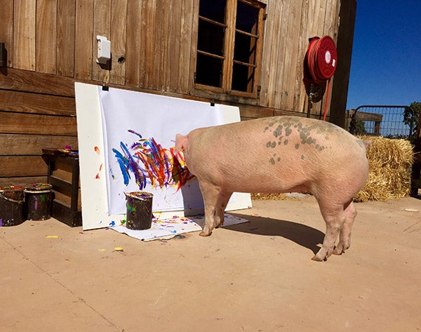 El animal rescatado de una granja industrial acude inaugura su exposición 'Oink!' y cuenta con su propia galería de arte
