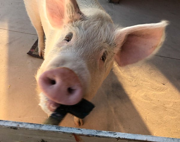 El animal rescatado de una granja industrial acude inaugura su exposición 'Oink!' y cuenta con su propia galería de arte