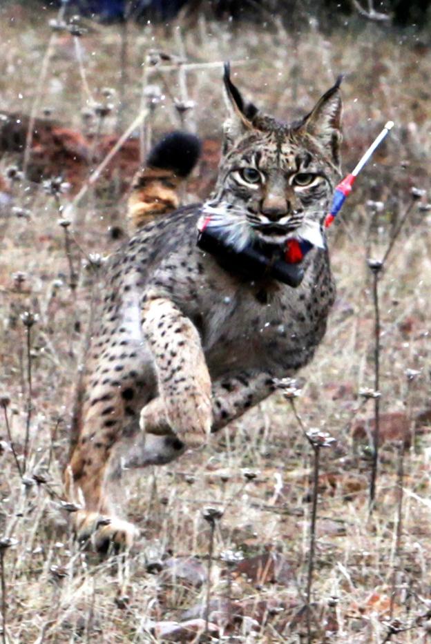 Lince liberado en este 2018.