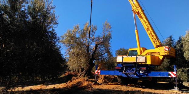 Trabajos de extracción de los olivos llevados a cabo esta semana en las inmediaciones de Íllora