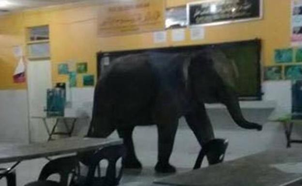 Visita sorpresa: un elefante irrumpe en una escuela de Malasia