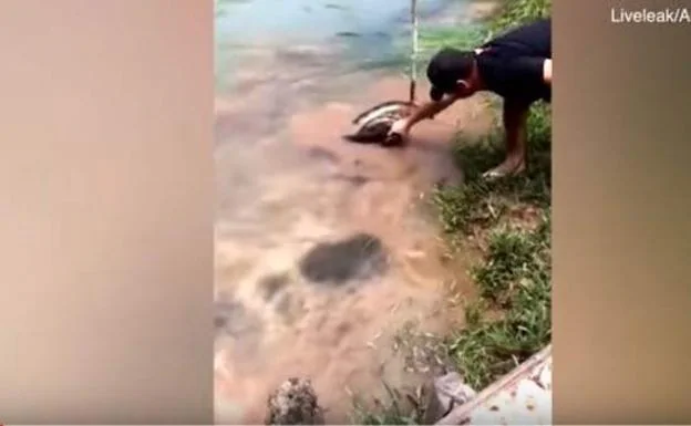 El espectacular rescate de un perro atrapado por una anaconda