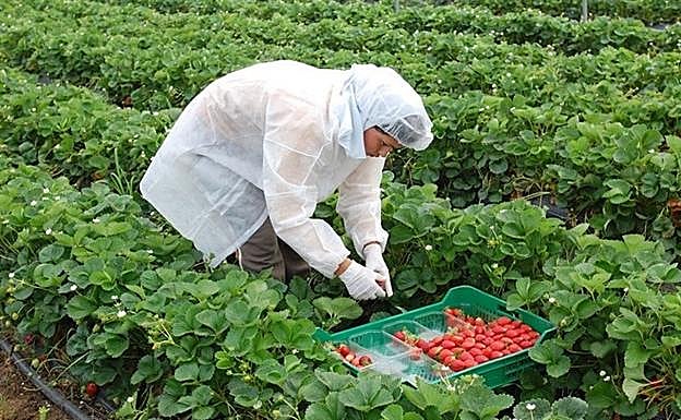 600 jornaleros jienenses se apuntan a la bolsa de UPA para trabajar en la recogida de la fresa