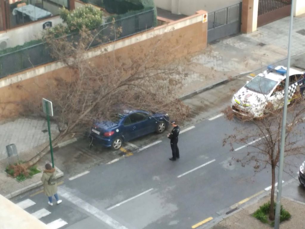 Árbol caído en la calle Jimena