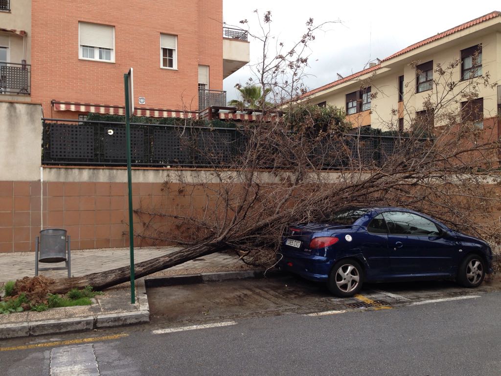 Árbol caído en la calle Jimena