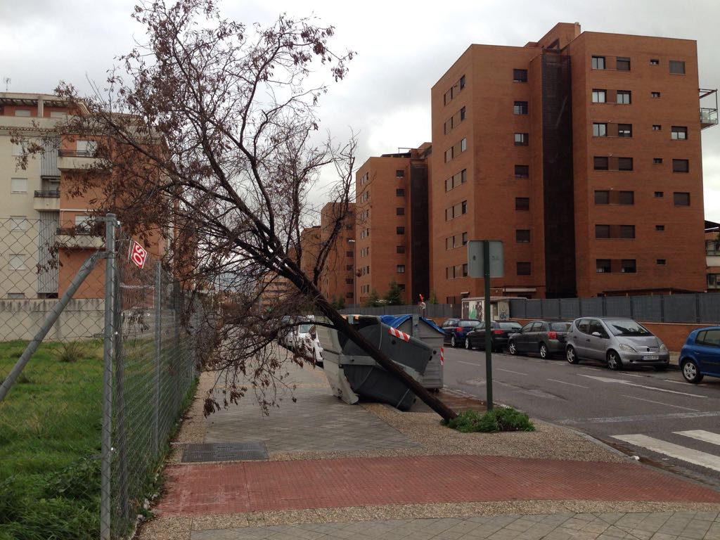 Árbol caído en la calle Jimena