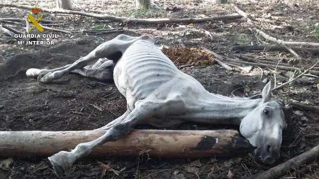 Aspecto que presentaba el caballo cuando fue encontrado por los agentes de la Guardia Civil. 