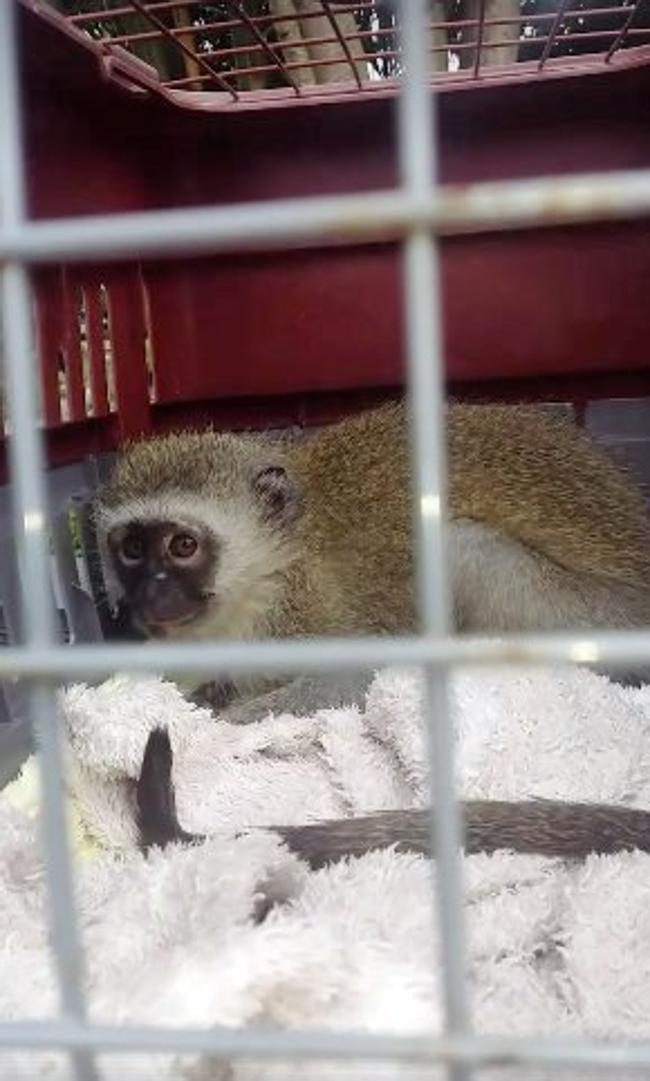 Permaneció ingresado durante tres semanas en el Centro de Rescate Veterinario para su recuperación