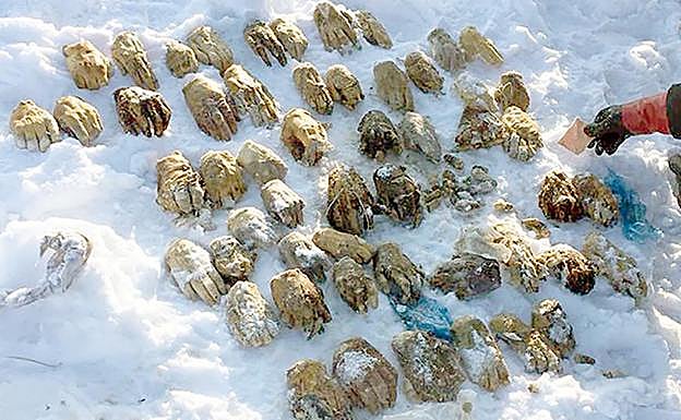 Aparecen unas misteriosas bolsas con 26 pares de manos