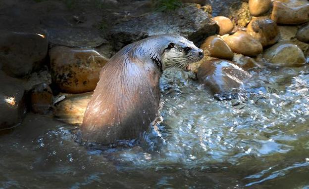 Una nutria en la ribera de un río, pueden medir hasta 80 centímetros y la ola 50.