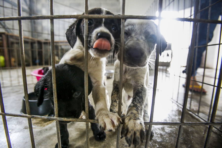 Los veterinarios achacan el auge a una "evolución hacia la adquisición emocional"