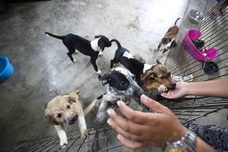 Los veterinarios achacan el auge a una "evolución hacia la adquisición emocional"