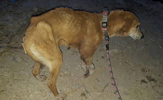 Denunciado el dueño de un perro que estuvo a punto de ser arrastrado por el río Guadalbullón