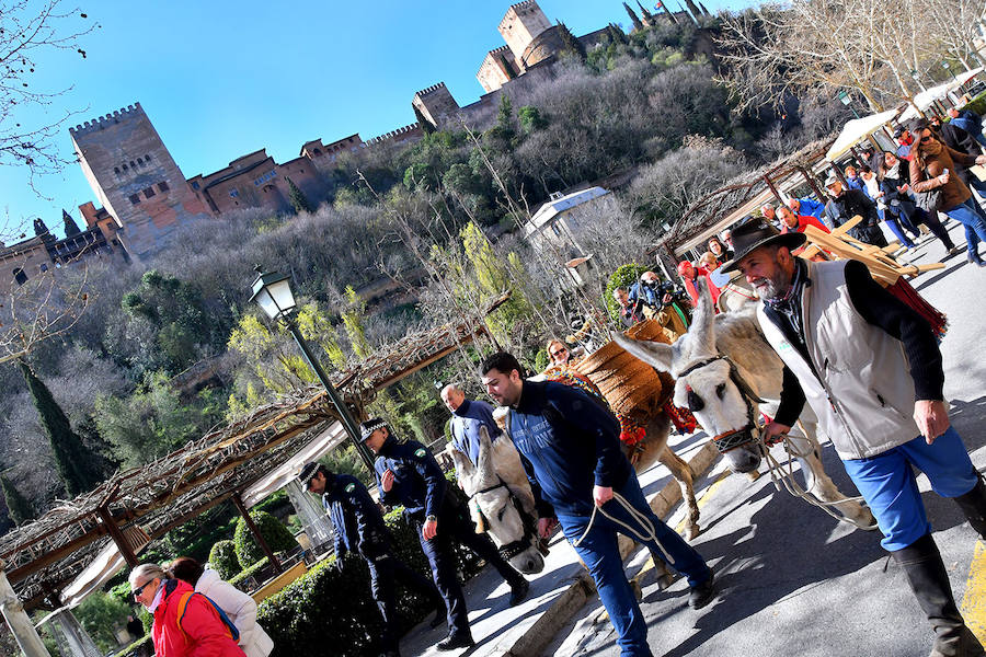 Los granadinos celebran el Día del Árbol con un paseo en recuerdo de los arrieros y reivindican el valor del viejo camino bajo la Alhambra