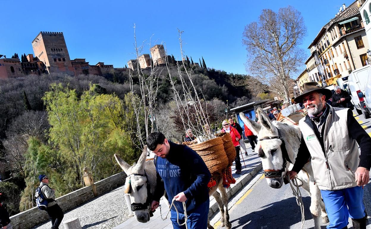 Dos arrieros con sus asnos caminan bajo las torres de la Alhambra.