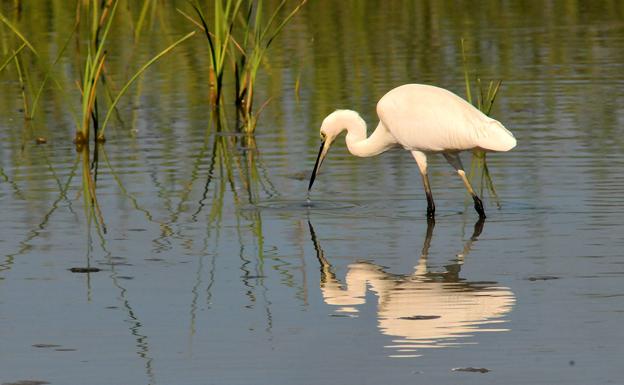 Una garceta, Egretta garzetta, busca alimento entre las aneas