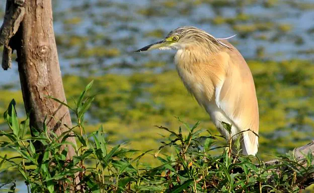 Ardeola ralloides en una isleta de la Charca de Suárez