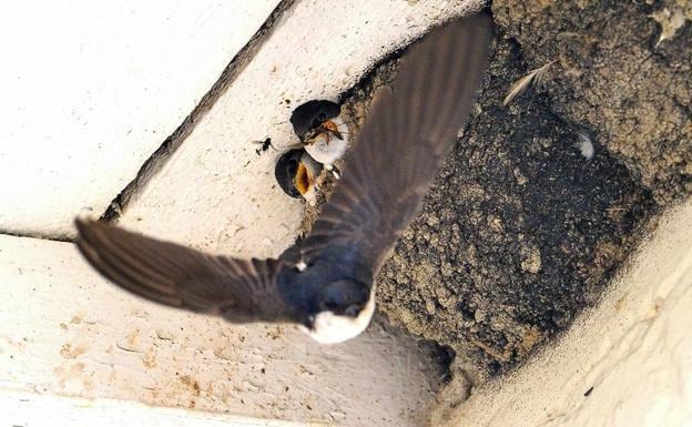 Destruir los nidos de las golondrinas es ilegal y conlleva una multa de miles de euros